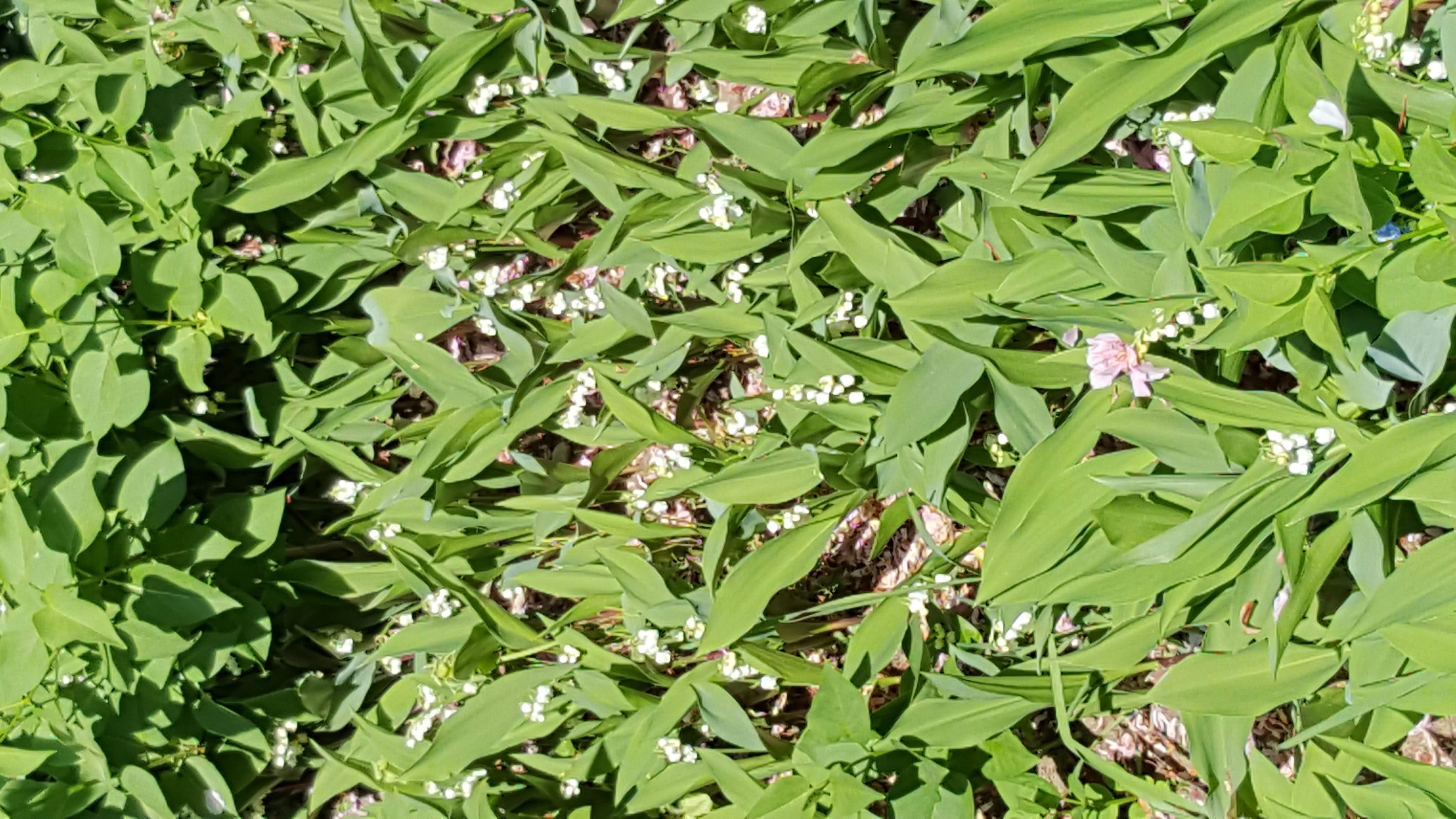 muguet cuisine20200426_122653.jpg